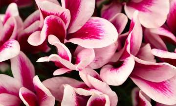 Siklamen Çiçeği Tohumu