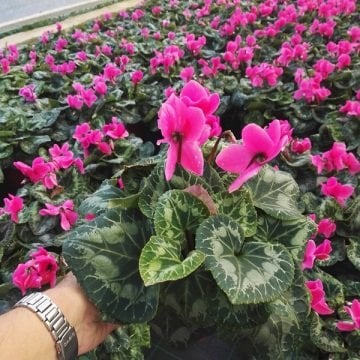 Siklamen Çiçeği Tohumu