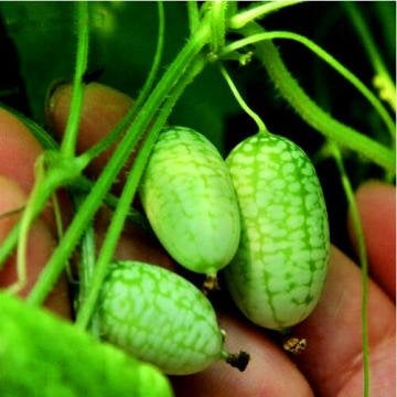 Mini Karpuz Tohumu (Cucamelon) 10 Adet