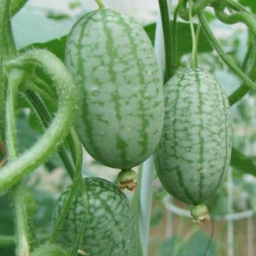 Mini Karpuz Tohumu (Cucamelon) 10 Adet