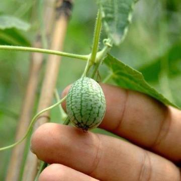 Mini Karpuz Tohumu (Cucamelon) 10 Adet