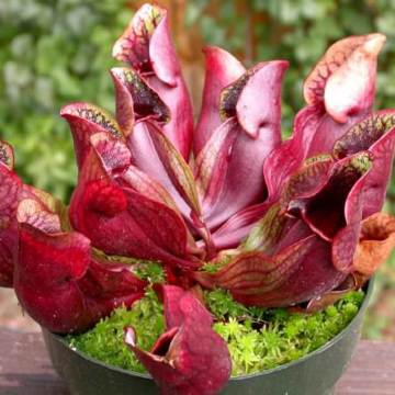 Sarracenia Purpurea Sinek Kapan Tohumu 5 Adet