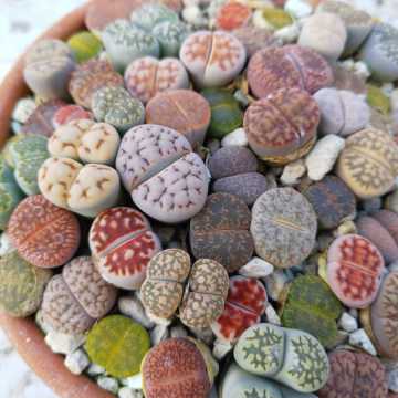Lithops Tohumu