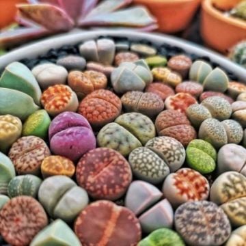 Lithops Tohumu