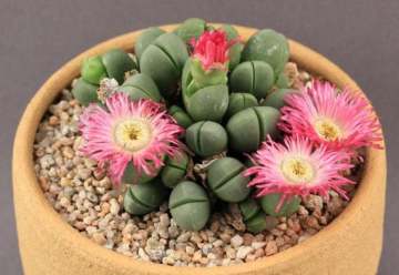 Lithops Tohumu