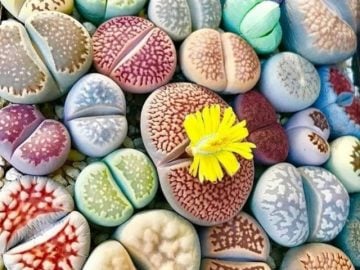 Lithops Tohumu