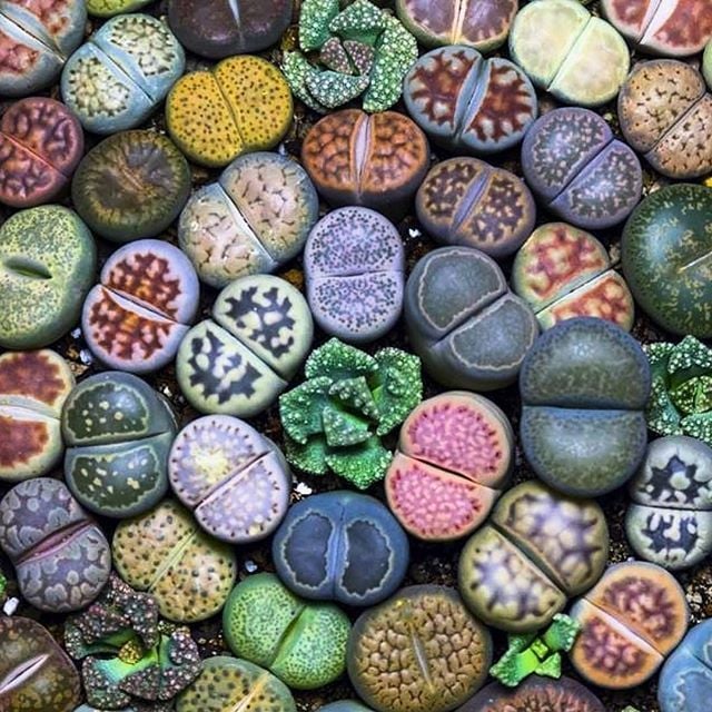 Lithops Tohumu