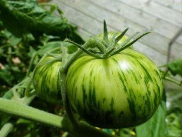 Yeşil Zebra Domates Tohumu