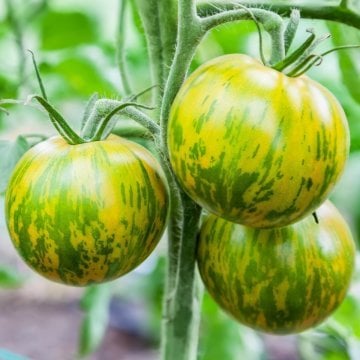 Yeşil Zebra Domates Tohumu