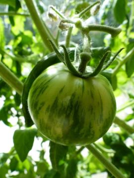 Yeşil Zebra Domates Tohumu