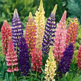 Lupinus Polyphyllus Çiçeği Tohumu