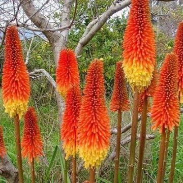 Fener Çiçeği Tohumu