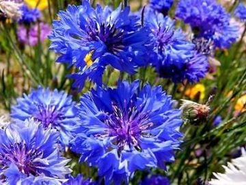 Mavi Kantaron Tohumu