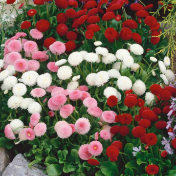 Karışık Şeker Tabağı(Çayır Papatyası) Çiçeği Tohumu (25 tohum)