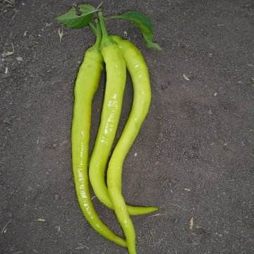 Sarı Sivri Çorbacı Biber Tohumu 100 Adet