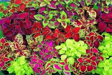 Yaprak Güzeli Tohumu Coleus 50 Adet