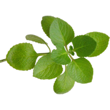 Oregano Kekik Tohumu