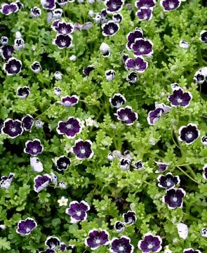 Özlem Çiçeği Tohumu (Nemophila menziesii, 'Penny Black')
