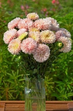 Çin Aster Tohumu (King Size' Series, 'King Size Apricot)