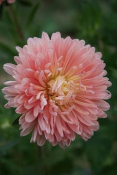 Çin Aster Tohumu (King Size' Series, 'King Size Apricot)