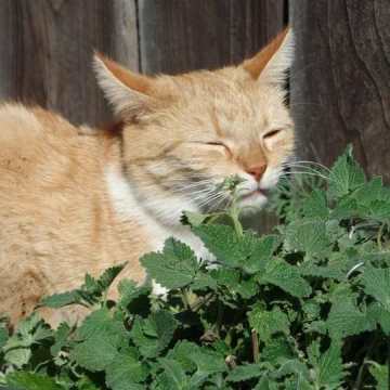 Kedi Nanesi Tohumu Catmint Nepeta Cataria