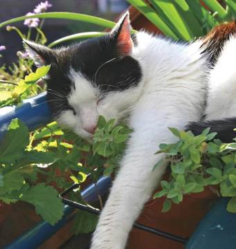 Kedi Nanesi Tohumu Catmint Nepeta Cataria