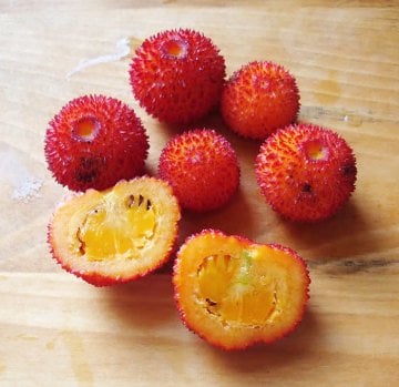 Kocayemiş (Dağ Çileği) Tohumu