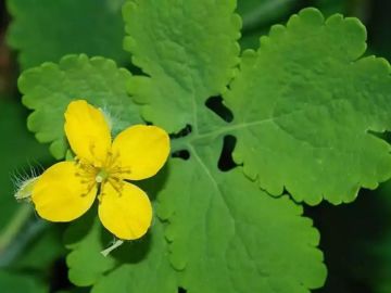 Kırlangıç Otu Tohumu 5 Adet