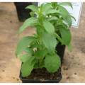Stevia (Şeker Otu) Tohumu