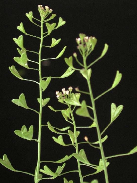 Çoban Çantası Tohumu