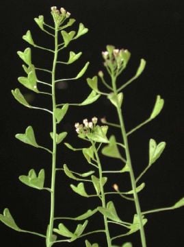 Çoban Çantası Tohumu