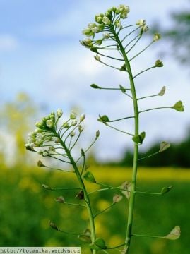Çoban Çantası Tohumu