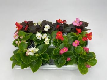 Begonya Tohumu ( Begonia semperflorens)