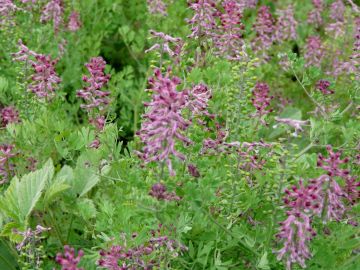 Şahtere Otu Tohumu ( Fumaria Officinalis )