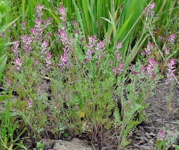 Şahtere Otu Tohumu ( Fumaria Officinalis )