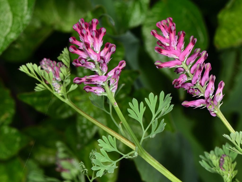Şahtere Otu Tohumu ( Fumaria Officinalis )