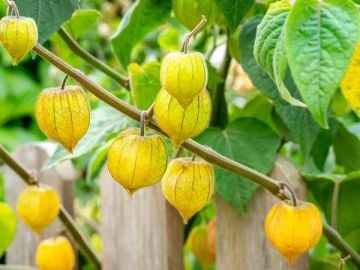 Altın Çilek Tohumu ( Physalis peruviana )
