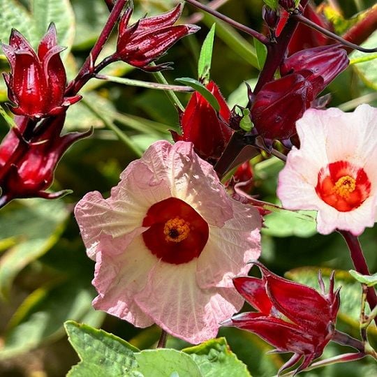 Hibiskus Tohumu ( Hibiscus sabdariffa )