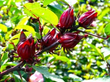 Hibiskus Tohumu ( Hibiscus sabdariffa )