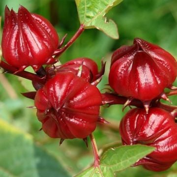 Hibiskus Tohumu ( Hibiscus sabdariffa )