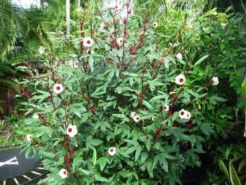 Hibiskus Tohumu ( Hibiscus sabdariffa )