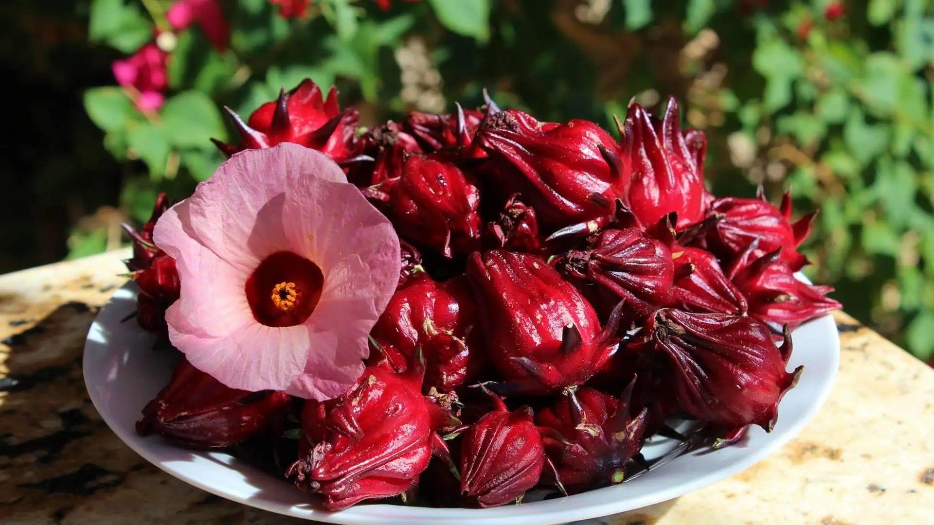 Kerkede Hibiskus Tohumu ( Hibiscus sabdariffa ) Hibiskus Sabdariffa (Kerkede ...