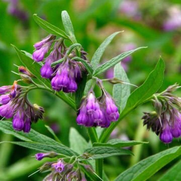 kara kafes otu Symphytum officinale