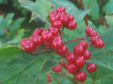 Gilaburu Tohumu Nasıl Ekilir