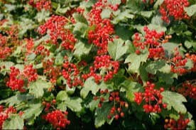 Gilaburu Tohumu Nasıl Ekilir