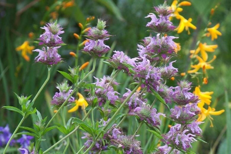 Limon Nanesi Tohumu ( Monarda Citriodora )
