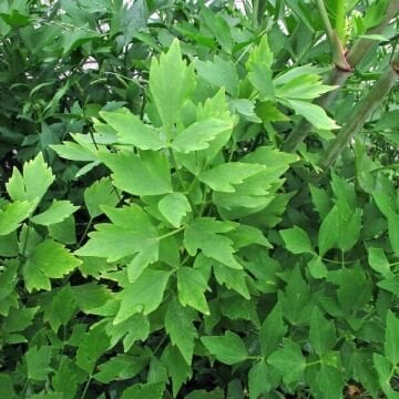 Selam Otu Tohumu ( Levisticum officinale )