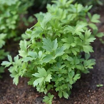 Selam Otu Tohumu ( Levisticum officinale )