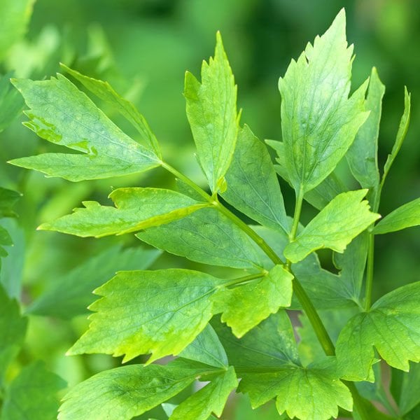 Selam Otu Tohumu ( Levisticum officinale )