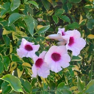 Pandora Yasemini Tohumu (Pandorea Jasminoides)